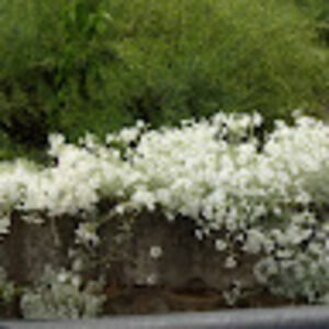 Meet your Posher, Bonnie